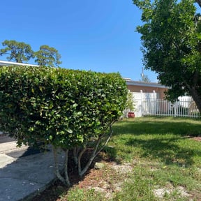 Bush Trimming by Furia Global LLC reviewed on August 14, 2024