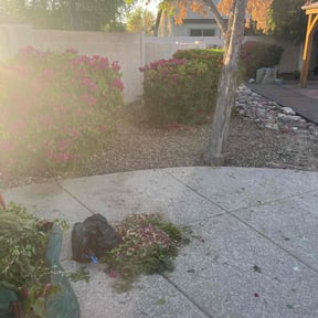Bush Trimming by LSLTDallas/FortWorthTruGreen reviewed on May 23, 2023