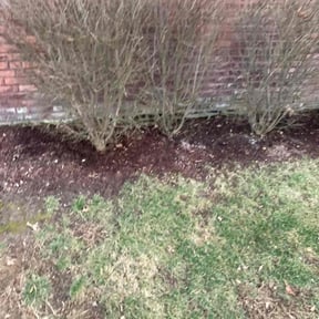 Leaf Removal by Premium Design Landscaping Inc reviewed on June 18, 2022