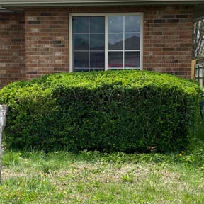 Bush Trimming by Surwillo Lawn &amp; Landscaping reviewed on September 17, 2024