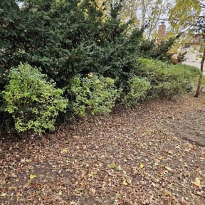 Bush Trimming by Quick Cut Lawn Care reviewed on April 26, 2025