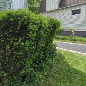 Bush Trimming by Uppercuts Lawn Care reviewed on July 5, 2022