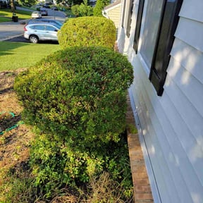 Bush Trimming by Ty-D Landscaping LLC reviewed on July 15, 2022