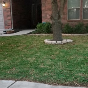 Leaf Removal by Tafolla Home Repairs and Landscaping reviewed on April 8, 2025