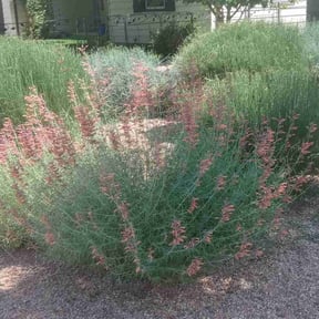 Bush Trimming by Colorado Lawns reviewed on July 3, 2025