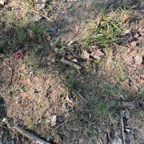 Lawn Seeding by amazing r&r landscaping reviewed on April 13, 2022