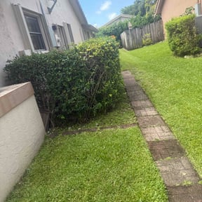 Bush Trimming by Israel Chavez reviewed on July 29, 2022