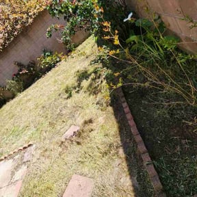 Leaf Removal by Bo Mows reviewed on October 7, 2020