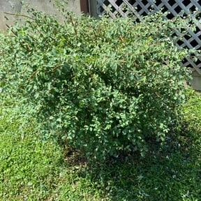 Bush Trimming by D & Son's Lawn Care reviewed on April 3, 2025