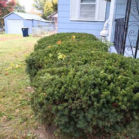 Bush Trimming by Bro J&#039;s LawnCare &amp; Landscaping reviewed on November 1, 2024