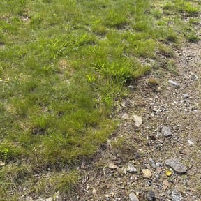 Leaf Removal by Diblasi lawncare reviewed on June 3, 2020