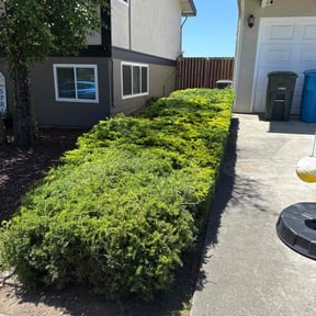 Bush Trimming by Top Dawg Lawn reviewed on June 4, 2022