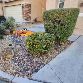 Bush Trimming by Vegas Lawn Guru reviewed on December 1, 2024