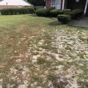 Bush Trimming by One man one truck reviewed on August 14, 2025