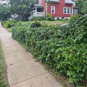 Bush Trimming by LSLTDallas/FortWorthTruGreen reviewed on October 14, 2024