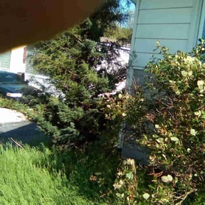 Bush Trimming by B&t lawn servicee reviewed on June 13, 2022