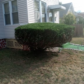 Bush Trimming by Emergency Lawn Care reviewed on May 2, 2022