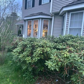 Bush Trimming by A -Pro Home Services reviewed on July 8, 2022