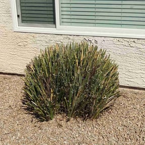 Bush Trimming by Rocky's lawn care reviewed on July 6, 2022