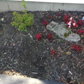 Flower Bed Weeding by All Pro Handyman reviewed on August 16, 2024