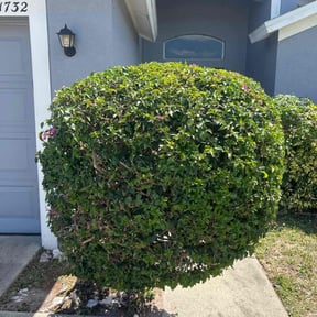 Bush Trimming by The Green Guy Lawn Care LLC reviewed on July 20, 2022