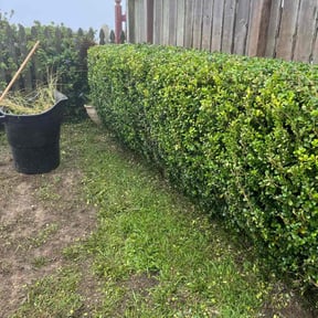 Bush Trimming by JoJo property services LLC reviewed on July 20, 2022