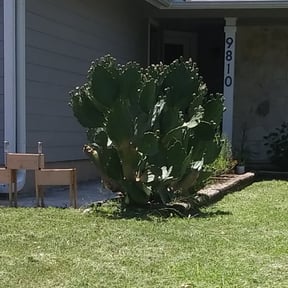 Bush Trimming by EZe quality scapes reviewed on April 24, 2025