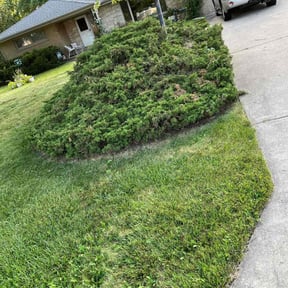 Bush Trimming by Kent Lawn Salon reviewed on June 17, 2022