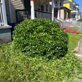 Bush Trimming by Unknown reviewed on August 3, 2024