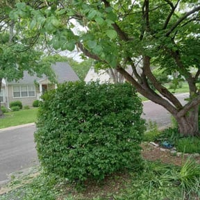 Bush Trimming by Diamond Cuts reviewed on June 4, 2022