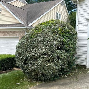 Bush Trimming by Stream Scene Landscaping reviewed on August 31, 2024