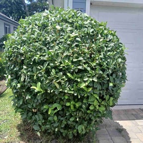 Bush Trimming by Nathaniel Bonsell reviewed on March 16, 2025