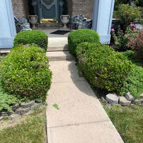 Bush Trimming by Kingsmen Landscaping reviewed on June 28, 2025