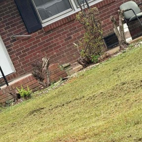 Bush Trimming by McNeil's lawn care & maintenance reviewed on November 13, 2024