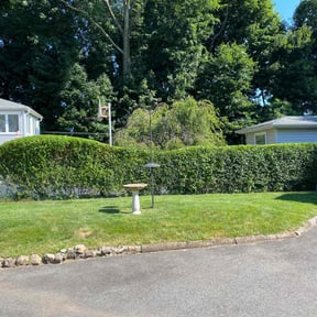 Bush Trimming by N&C Lawn Service LLC. reviewed on August 4, 2022