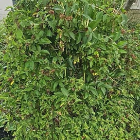 Bush Trimming by Dakotas Lawncare reviewed on June 4, 2019