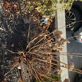 Leaf Removal by Big Boii Landscaping & Mote.... reviewed on August 3, 2022