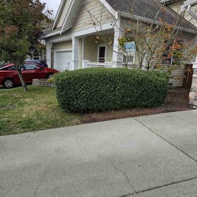 Bush Trimming by Sgp Lawn services reviewed on May 20, 2022