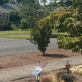Bush Trimming by Clean Em Up Lawn Care reviewed on August 16, 2021