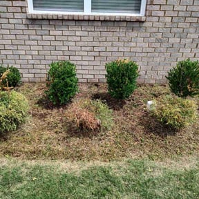 Bush Trimming by JayLandscaping reviewed on April 23, 2025