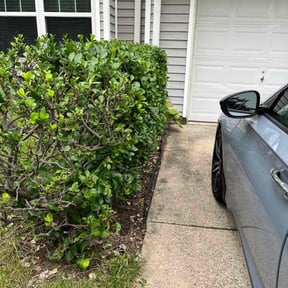 Bush Trimming by Tim's Trim's reviewed on February 10, 2024
