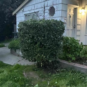 Bush Trimming by Tommy T's Quick Qlips reviewed on May 19, 2025