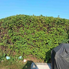 Bush Trimming by FRAMPTON'S LAWN SERVICE reviewed on July 11, 2022