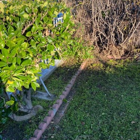 Bush Trimming by Efrain Marrero reviewed on May 2, 2022