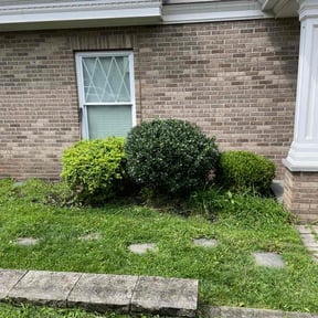 Bush Trimming by Aces reviewed on May 1, 2025