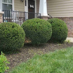 Bush Trimming by Sym landscape reviewed on April 22, 2021