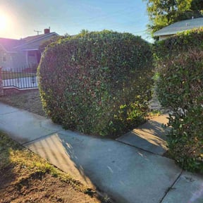 Bush Trimming by real lawn service reviewed on July 19, 2022