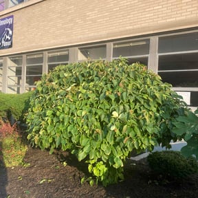 Bush Trimming by Rose Lawn and Landscape, LLC reviewed on April 18, 2023