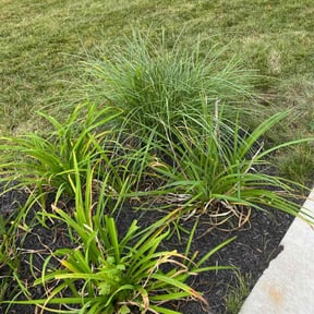 Bush Trimming by CraigScaped Lawn Love reviewed on July 14, 2025