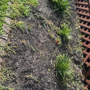 Weeding by R & C Properties reviewed on October 14, 2022